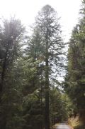Abies Alba